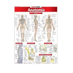 RESUMÃO ANATOMIA